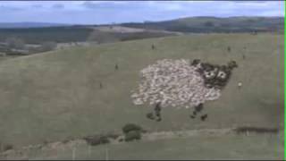 Extreme Sheep Herding  With Lights [upl. by Imhsar269]