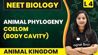 Animal Phylogeny  Coelom Body Cavity  Animal Kingdom  L4  NEET Biology [upl. by Riccio]