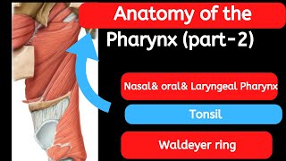 19 Anatomy of the Pharynx part 2 [upl. by Ayatan687]