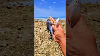 Found dead pomfretfish and glassfish among the corals shorts shortvideo viralshorts [upl. by Ruhtua]