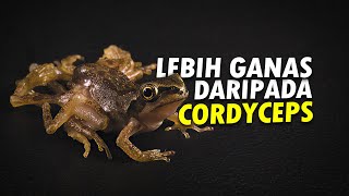 Cordyceps Terlalu Mainstream AlamSemenit [upl. by Tneciv]