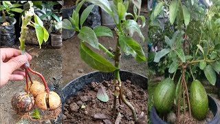 CRAFT TRIPLE ROOT AVOCADO SEEDS  how to grow avocado from seed [upl. by Eudora758]