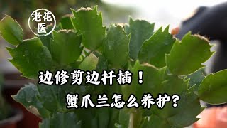 边修剪边扦插！蟹爪兰怎么养护？Cutting and pruning How does Schlumbergera truncata take care of it [upl. by Hildy]