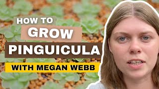 Pinguicula Plant Care amp Propagation With Megan Webb [upl. by Portuna607]