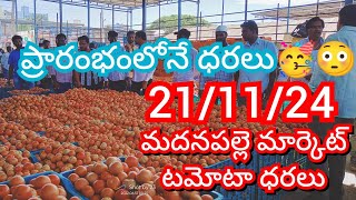 211124 Madanapalle Tomato Market price Today  Today Tomato Market Rate in Madanapalle today [upl. by Anirahc]