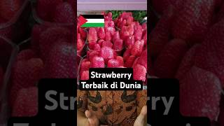 Negara PALESTINA punya Strawberry Terbaik di Dunia negara countryballs palestina strawberry [upl. by Lallage]