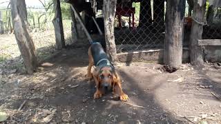 Perro sabueso en el tamarindo [upl. by Jonme]