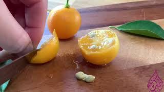 البرتقال الصيني نعمل منه أطيب مربىKumquat jam recipe 2020 [upl. by Hazel23]