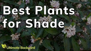 5 Stunning FullShade Loving Plants [upl. by Vidovik]