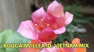 BOUGAINVILLEA ID VIETNAM MIX bougainvillea bougie vietnammixbougainvillea boombelsblooms [upl. by Notsuj681]