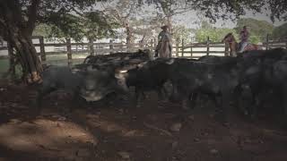 TOROS A LA TICA POR MULTIMEDIOS COSTA RICA 2018 [upl. by Gervais939]