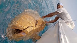 Monster Goliath Groupers with NFL Linebacker Sam Barrington  4K [upl. by Tom966]