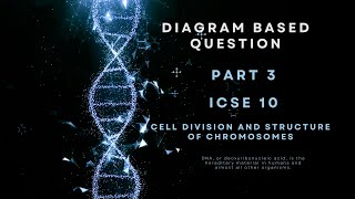 ICSE Class 10 Biology  Mitotic Cell Division  Late Prophase Explained with Diagram [upl. by Rafi]