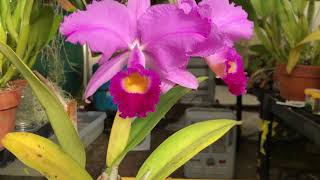 Cali Orchid Hoa Lan  cattleya trianae ‘Mary Fennel’ [upl. by Kimberlyn]