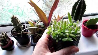 NEW Dragonfruit cactus seedlings  Hylocereus Cactus from LIDL [upl. by Alboran]