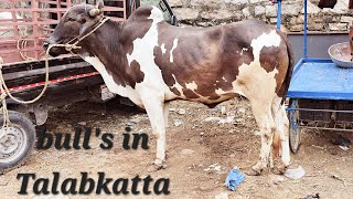 Bade janwar in Talabkatta Hyderabad near Volta hotel  Ongole amp deoni bulls available in Talabkatta [upl. by Linad]