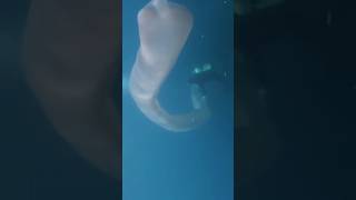 Huge Pyrosoma Atlanticum diving in the Canary Islands shorts [upl. by Aisyle]