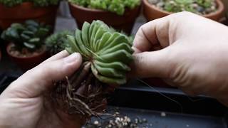 Propagating Succulents  Haworthia Truncata Lime Green [upl. by Nytsua632]