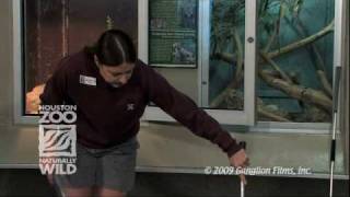 Handling Venomous Snakes at the Houston Zoo [upl. by Ethelbert235]