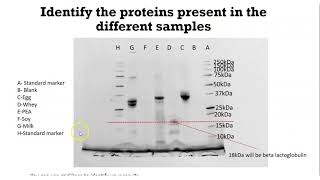 How to analyse SDSPAGE Gel scan [upl. by Annairdna]