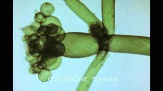 11 Growth and Morphogenesis of a Plant Cell Nitella axillaris [upl. by Diraj478]