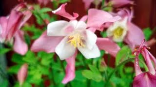 How to Grow Aquilegia From Seed [upl. by Sardella]