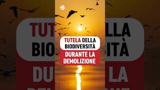 Tutela della biodiversità durante la demolizione  VIDEO COMPLETO👆👆 [upl. by Elehcin]