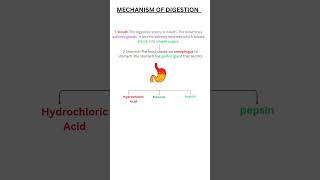 Life Processes Class 10 Biology [upl. by Paulie]