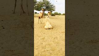 Crazy Thari Male and Female Camels Mating [upl. by Afatsom]