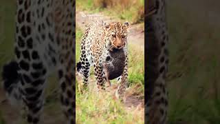 Mother Leopard Moved Her Little Cub Luluka Female  Maasai Mara [upl. by Hinson]