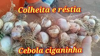 COLHEITA DE CEBOLAS CIGANINHA [upl. by Ronalda]