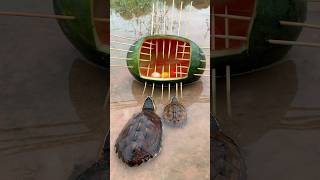 Survival Skills SIMPLE and USEFUL with watermelon Turtle trap camping bushcraft outdoors [upl. by Elraet]