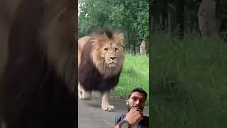 Lion 🦁 tiger bigcats lion viralvideo [upl. by Nogas]