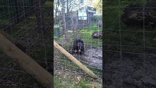 Asiatic Black Bear moved to Scotland from the Donetsk region of Ukraine during war shorts [upl. by Ymer]