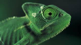 A green chameleon seen from one side [upl. by Madi]