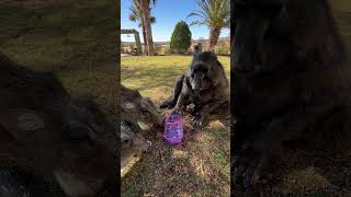 This baboon does NOT share her food 😂 funny animals animallover wildlife [upl. by Selby]