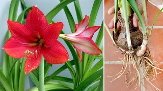 Unique Amaryllidaceae red lily plant idea and great ending [upl. by Illah]