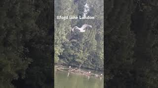 Ilford lane London music beach love travel edm edit automobile musicgenre musicsong metro [upl. by Aynas]