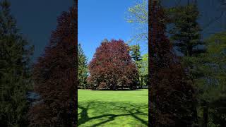 Giant Red Tree Scooting Vassar College 52024 [upl. by Eleanora]