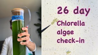 26 day Chlorella algae checkin [upl. by Eisenhart336]