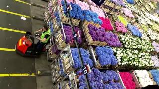 Aalsmeer Royal Holland Flower Auction by Iskamdaletya [upl. by Lilli]