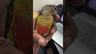 പൊന്നും പൂവും l My Pets mittu and Kallu  My companion l parrottraining petbirds parrottalkies [upl. by Elmo]