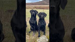 Labrador Retriever Gundogs workingdog Fit Healthy Dogs [upl. by Eniotna622]