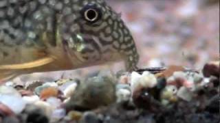 Corydoras Sterbai searching for food close up HD [upl. by Efi]