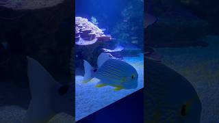 Oceanographic Museum Monaco 🇲🇨 sea sealife seafood monaco museum europe ocean travelvlog [upl. by Doughman]