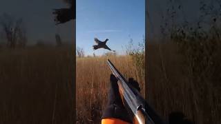 To close epic shot pheasant hunt birddog pheasanthunting hunting [upl. by Landbert177]