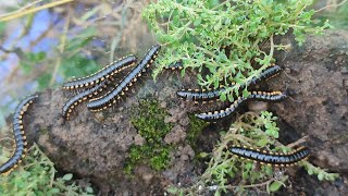 Hunting Harpaphe haydeniana the yellowspotted millipedemillipede [upl. by Ahter324]