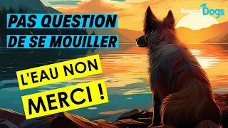 Comment apprendre à mon chien 🐶 à aller se baigner 🌊  chien educationcanine respectdogs [upl. by Yendor]