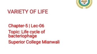 Life Cycle of Bacteriophages  Life cycle of Viruses 11 Class Biology [upl. by Samohtnhoj504]