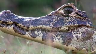 The Pantanal A Jewel of South America [upl. by Mariska]